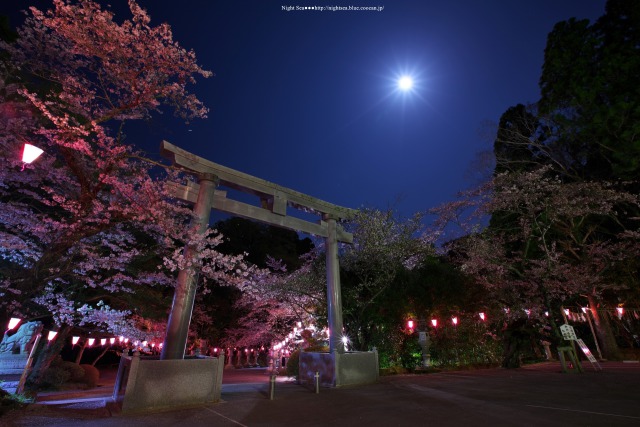 桜色の月夜