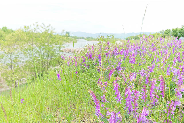 春色の松本梓川