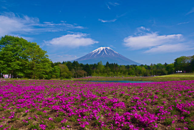 富士山と芝桜