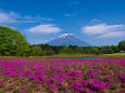 富士山と芝桜