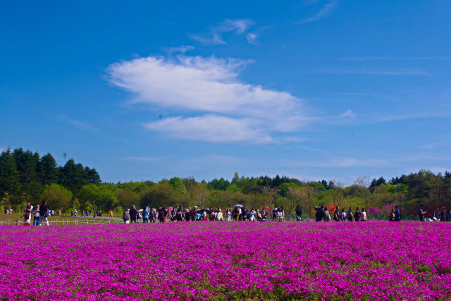 5月の空と芝桜