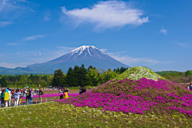 富士山と芝桜富士