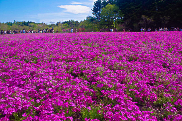 本栖湖リゾートの芝桜