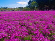 本栖湖リゾートの芝桜