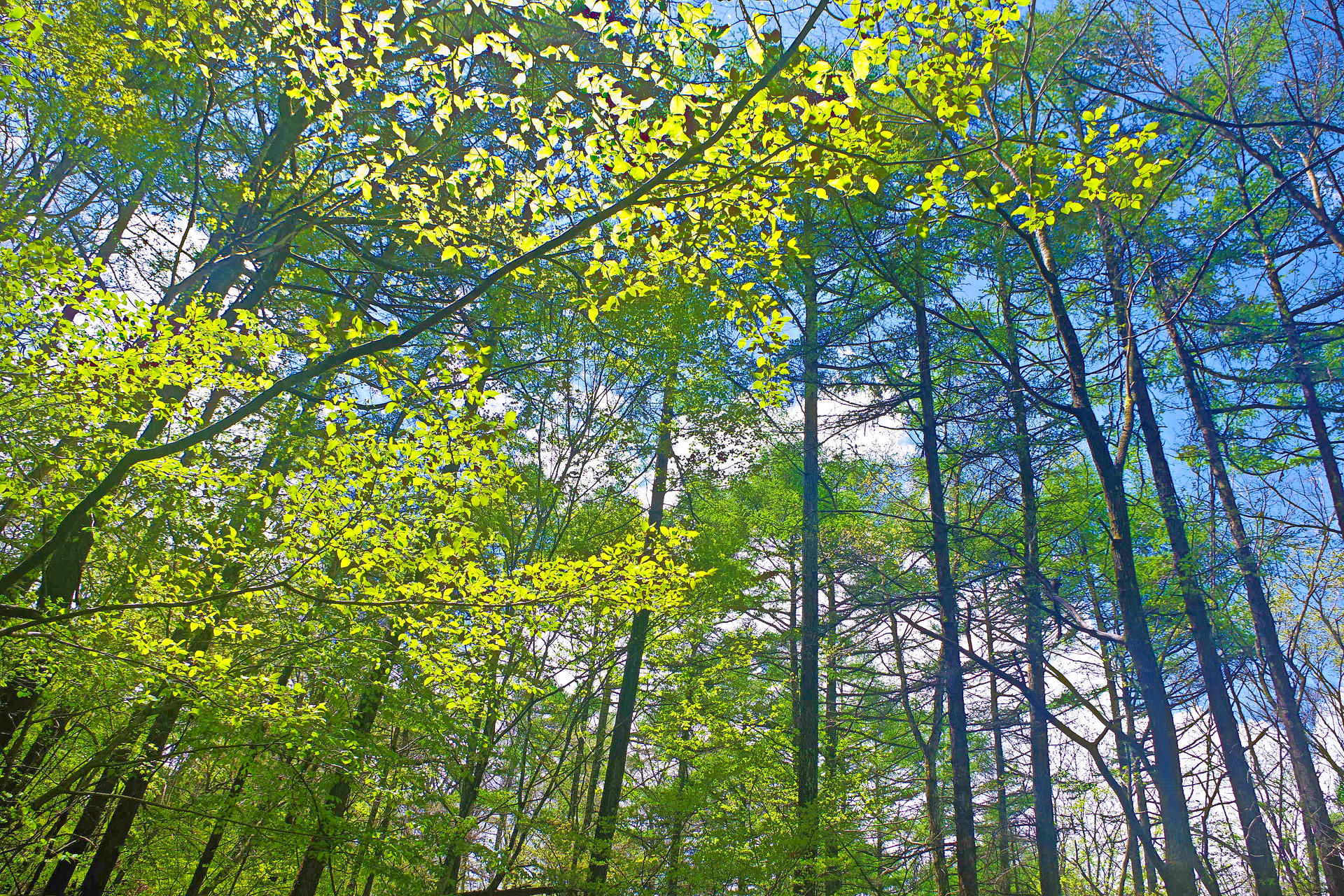日本の風景 軽井沢野鳥の森 壁紙19x1280 壁紙館