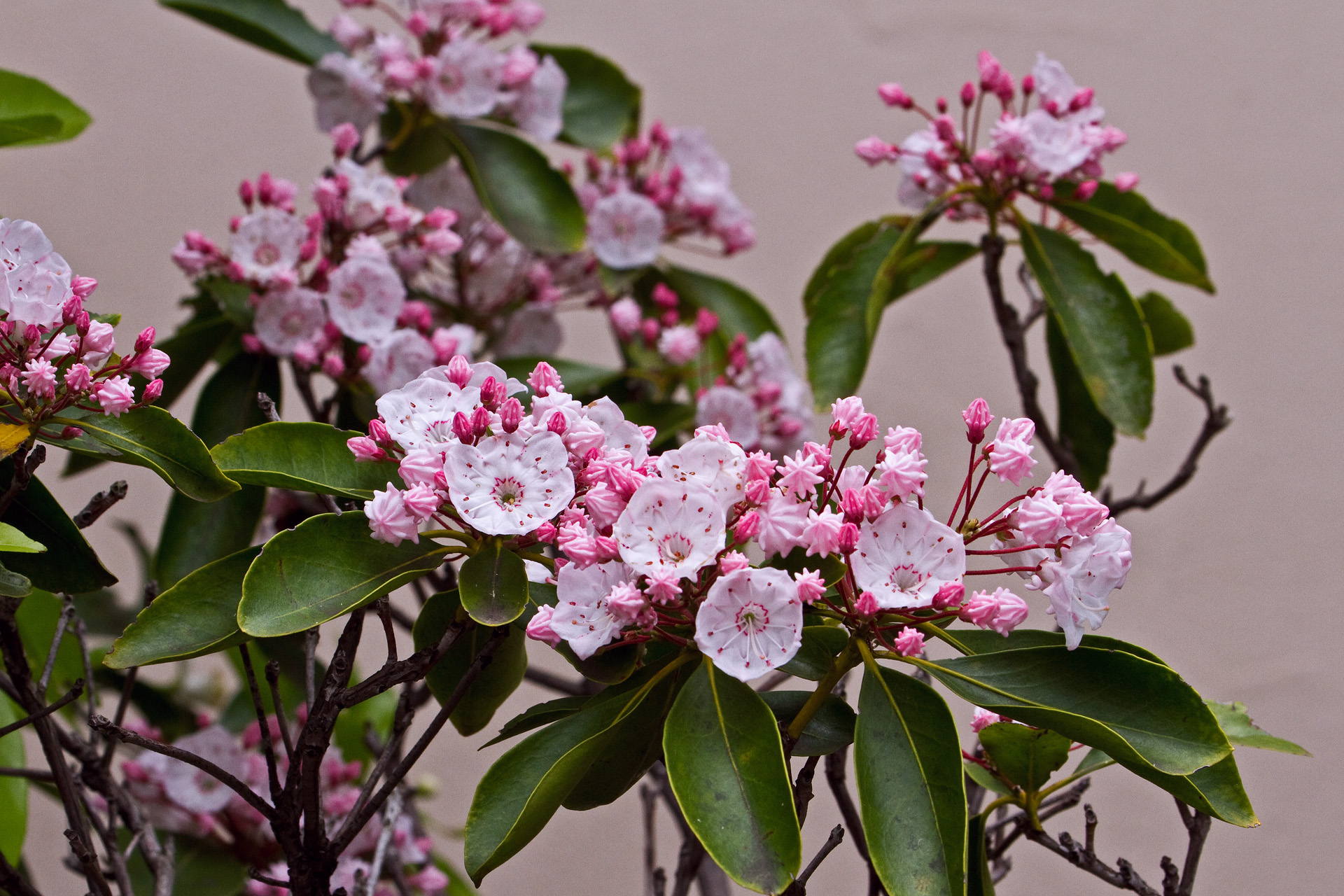 花 植物 カルミア 壁紙19x1280 壁紙館