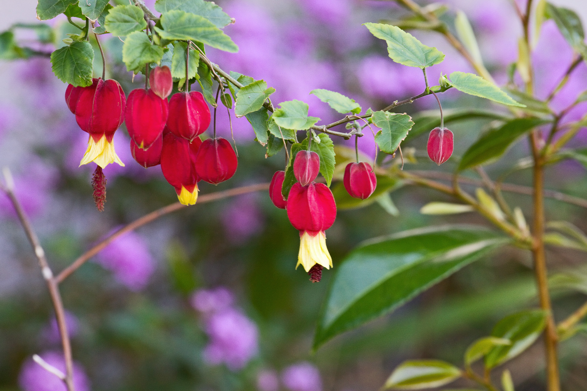 花 植物 チロリアンランプ 壁紙19x1280 壁紙館