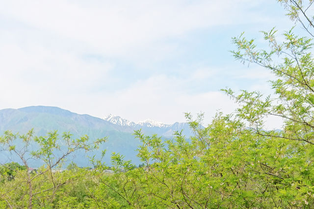 新緑と遠くに常念岳