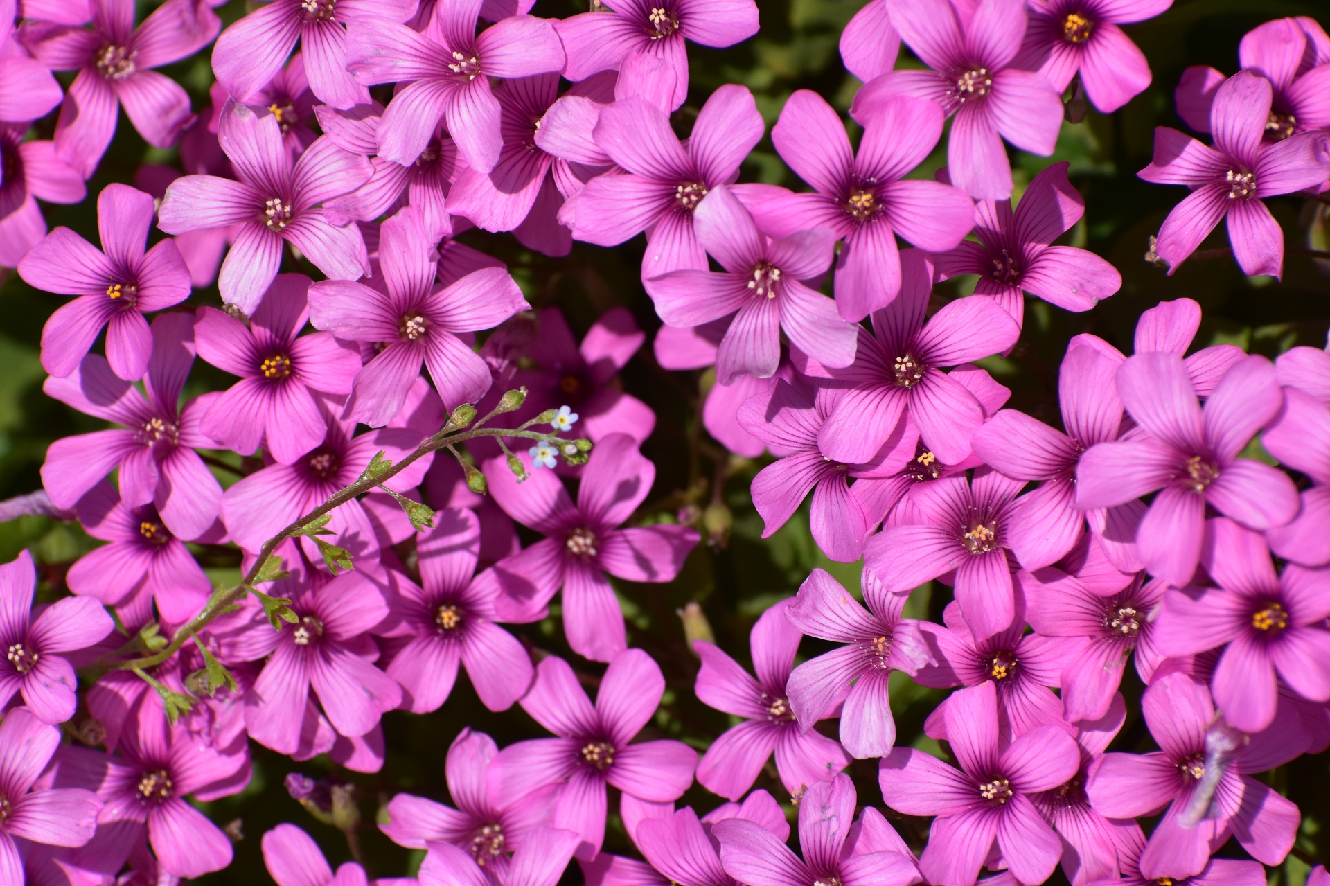 花 植物 ぴんく色壁紙 イモカタバミ 壁紙19x1279 壁紙館