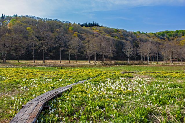 沼の原湿原のリュウキンカ