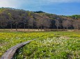 沼の原湿原のリュウキンカ