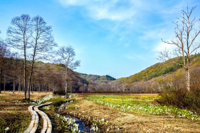 春の沼の原湿原