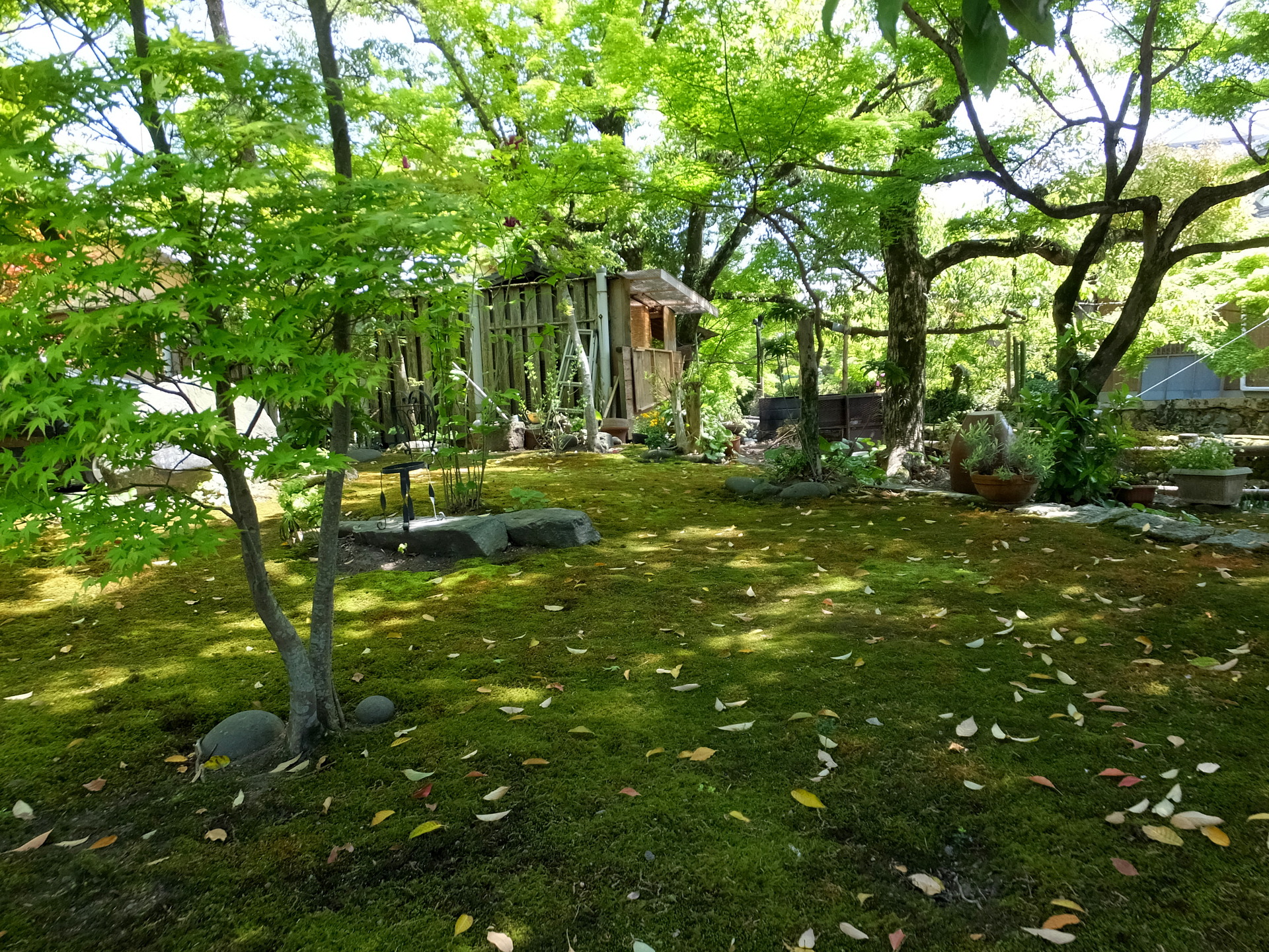 日本の風景 春の木漏れ日 壁紙19x1440 壁紙館
