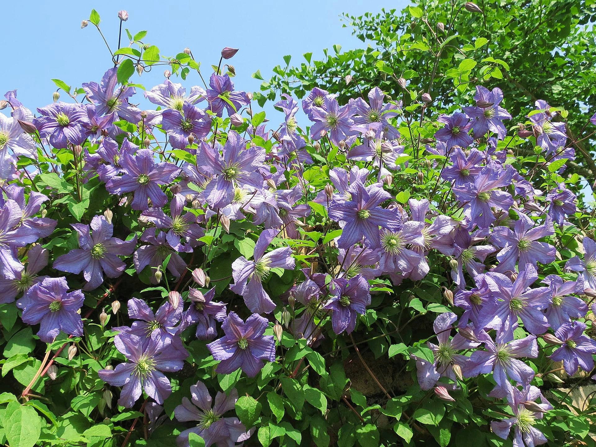 花 植物 クレマチス プリンスチャールズ 壁紙19x1440 壁紙館