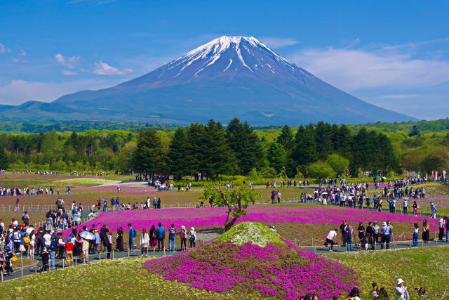 富士芝桜まつり