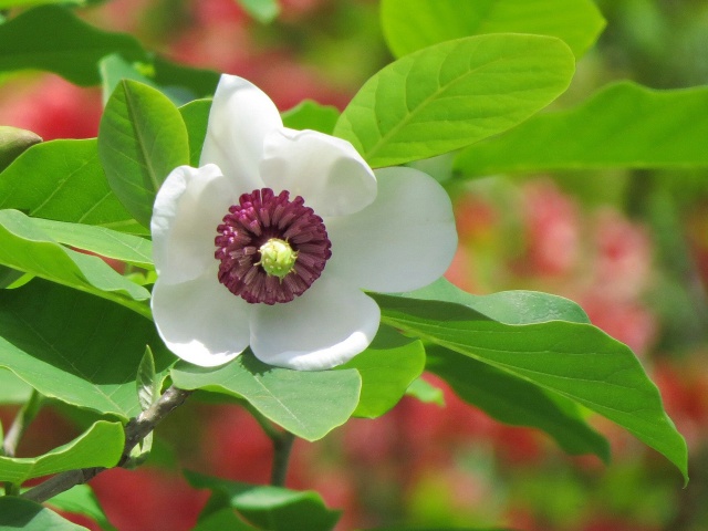 深山の花・オオヤマレンゲ