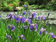 高山植物のヒオウギアヤメ