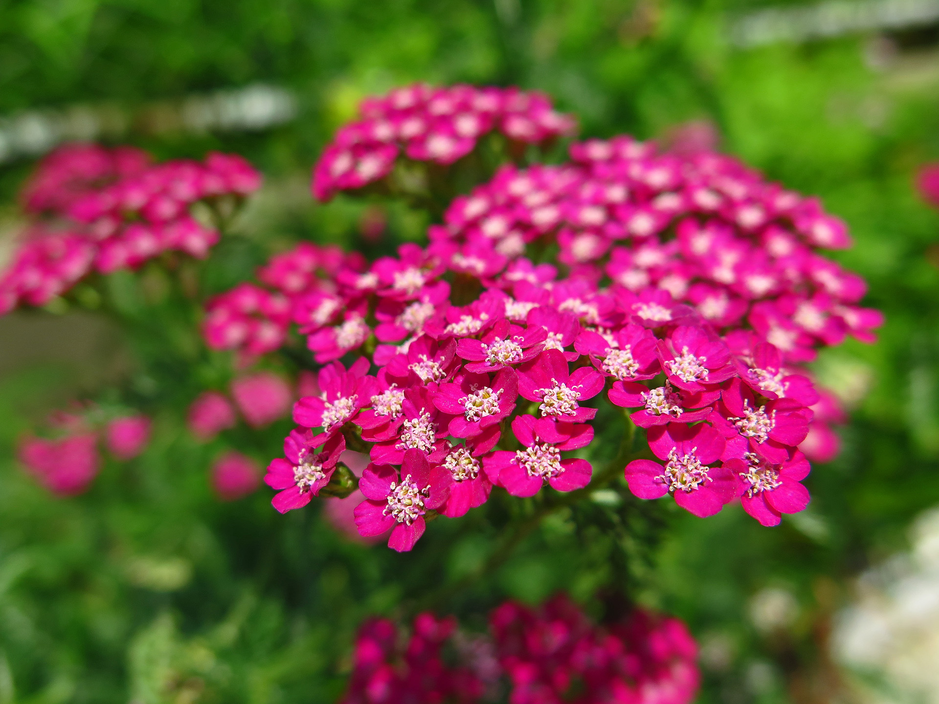 花 植物 ノコギリソウ 壁紙19x1440 壁紙館