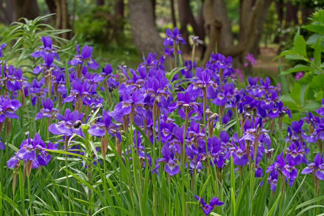 散歩道の花