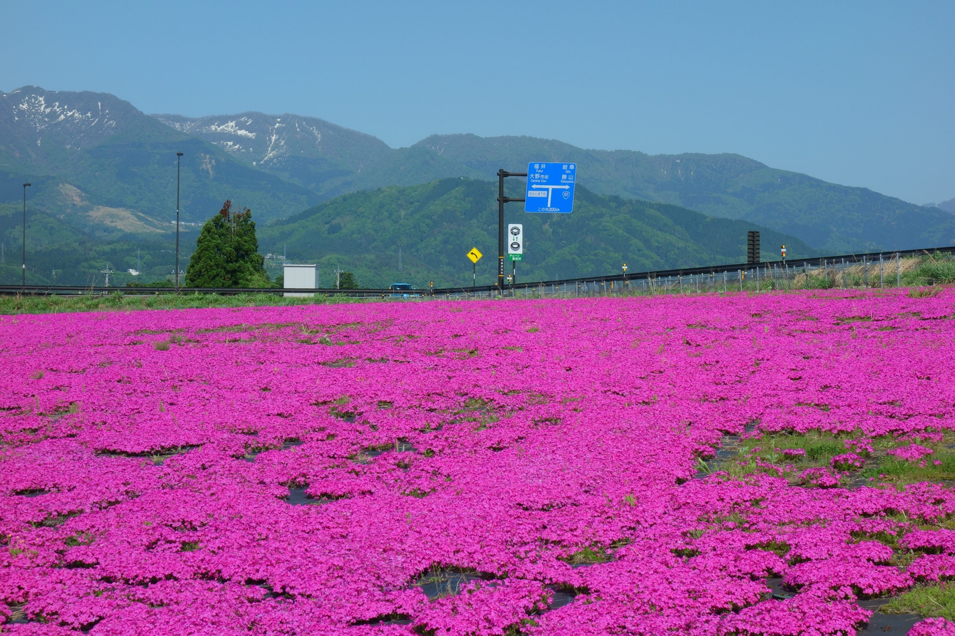 日本の風景 大野インターの芝桜 壁紙19x1280 壁紙館