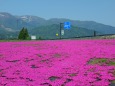 大野インターの芝桜