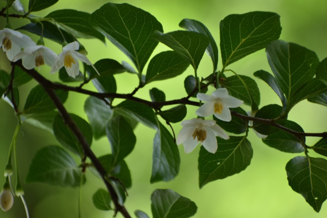 エゴノキの花