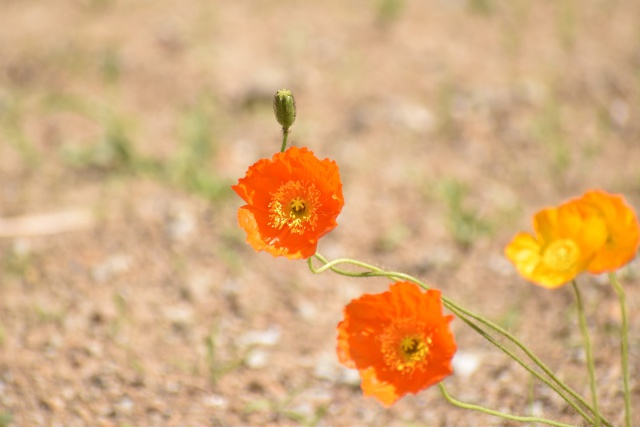 写真撮ってんの？