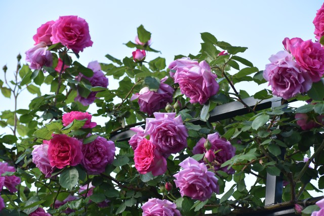 港の見える丘公園の薔薇