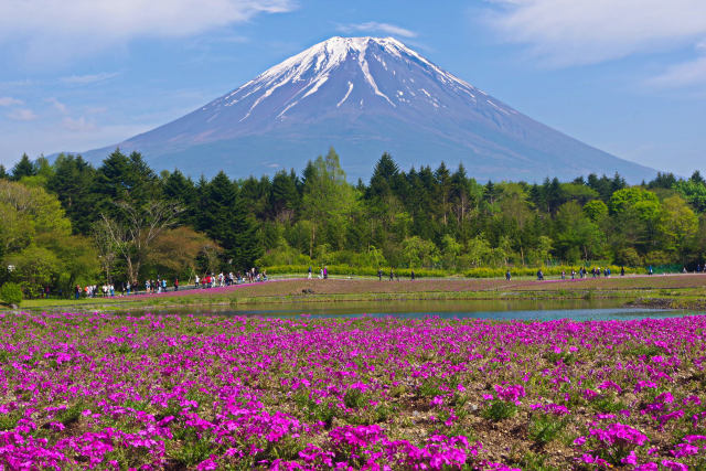 富士山と芝桜