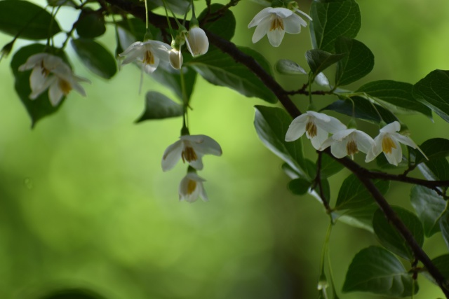 エゴノキの花