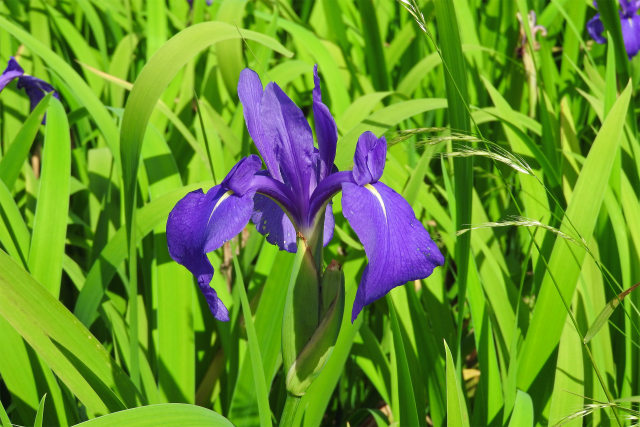 カキツバタ