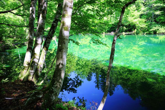 新緑の涌水池 