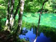 新緑の涌水池 