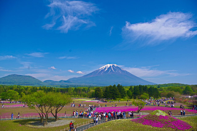 富士芝桜まつり