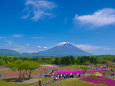 富士芝桜まつり