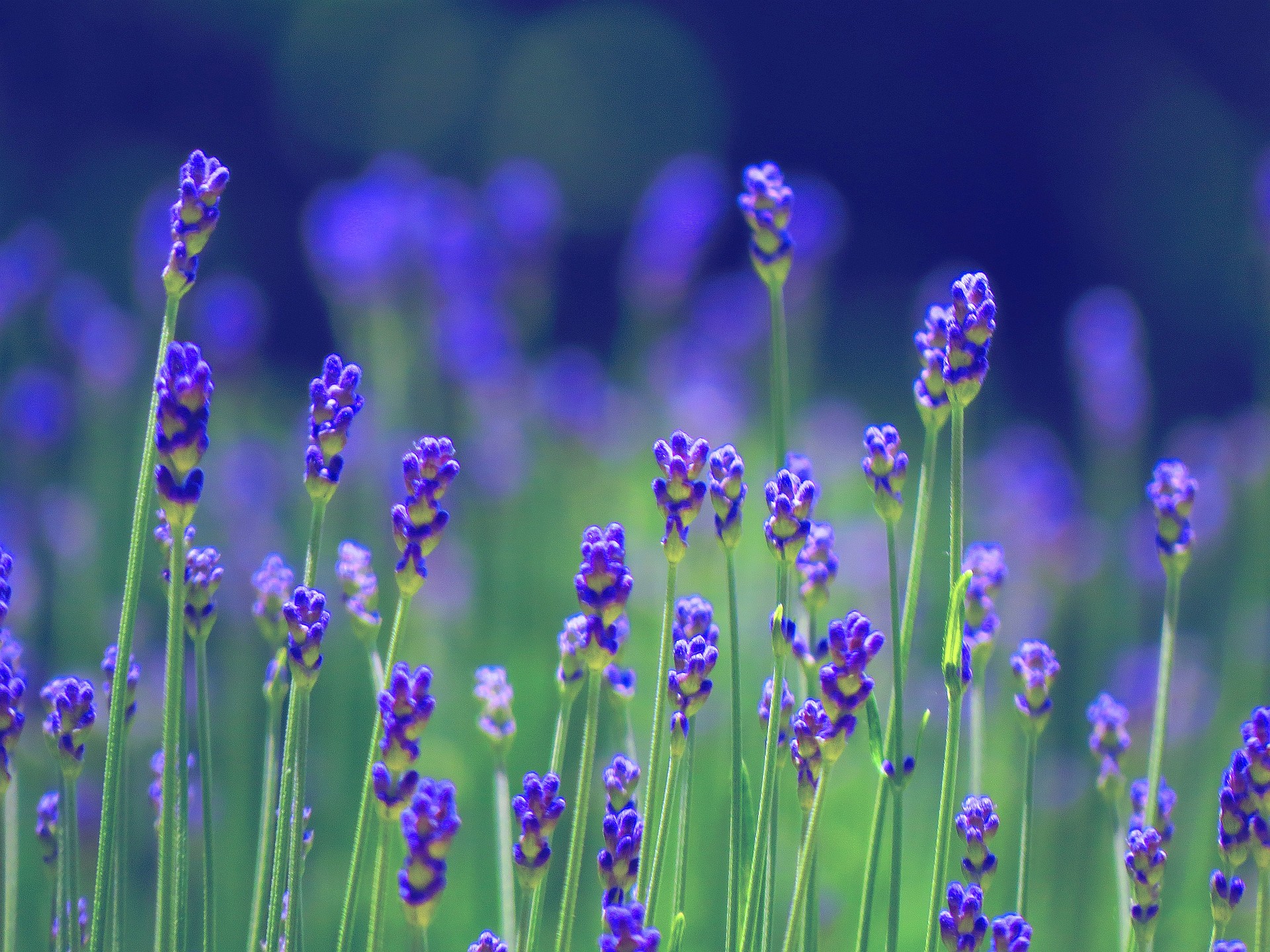 花 植物 花穂が伸びるラベンダー 壁紙19x1440 壁紙館