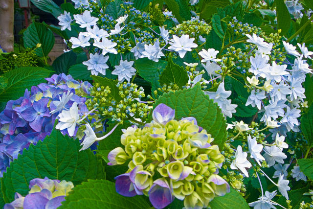 紫陽花の競演