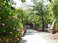 鳩森八幡神社境内の紫陽花