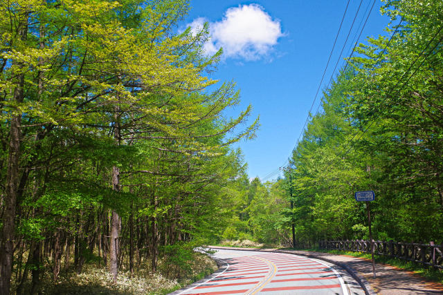 新緑の八ヶ岳高原ライン