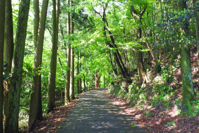 石見銀山-坑道への道3