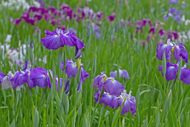 花菖蒲