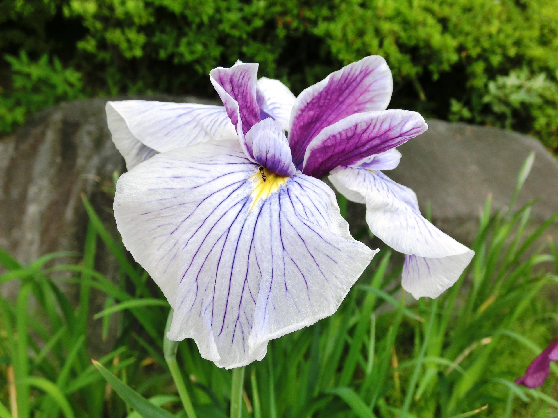 花 植物 あやめ 壁紙19x1440 壁紙館