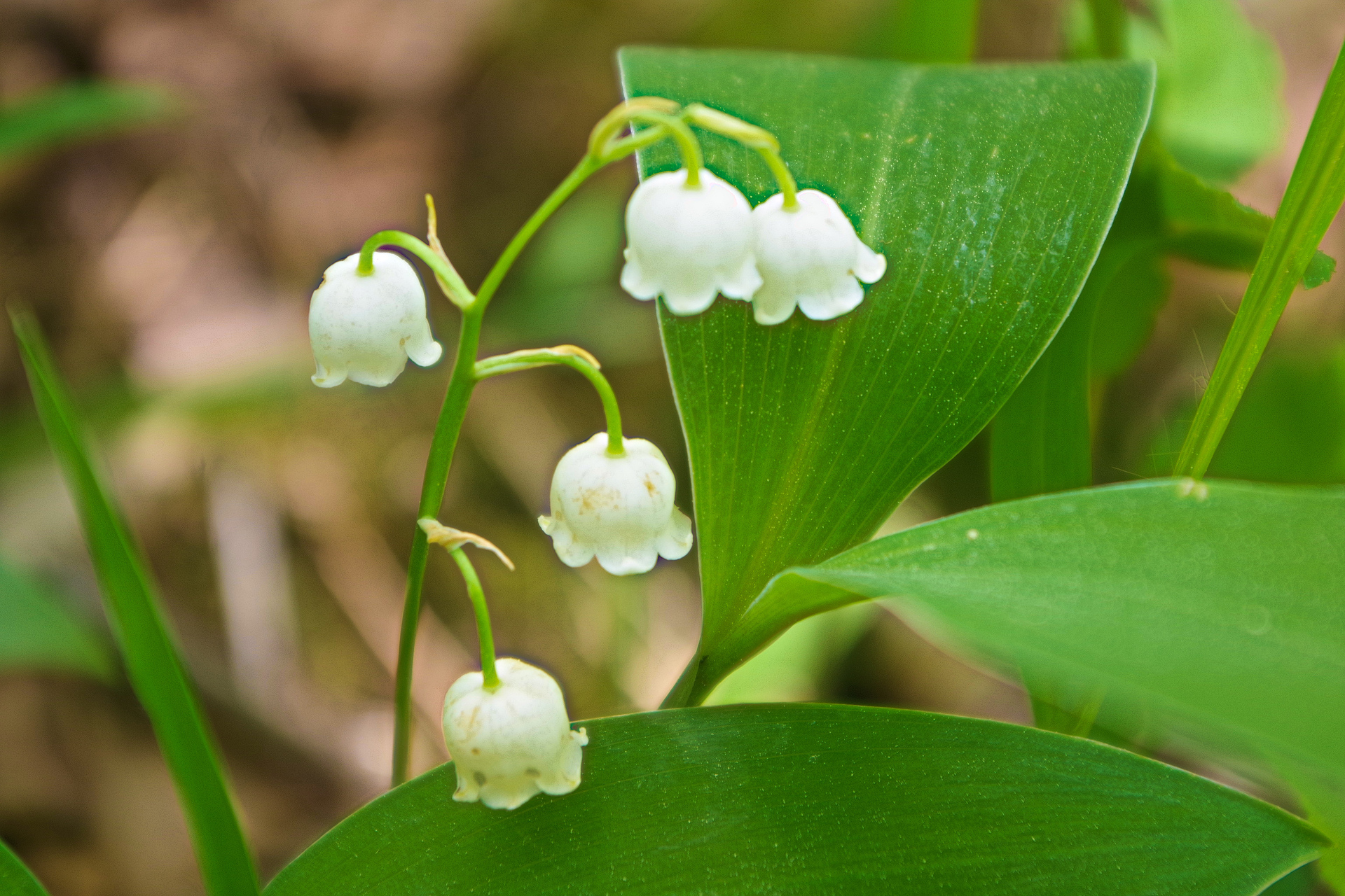 花 植物 日本スズラン 壁紙19x1280 壁紙館