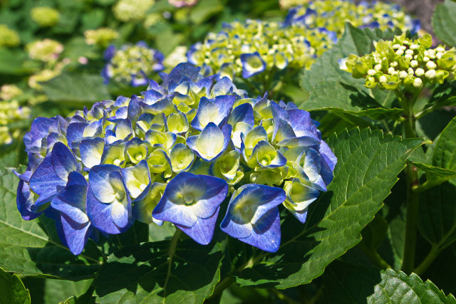 紫陽花