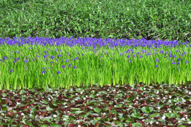 ラグーンに群生するカキツバタ