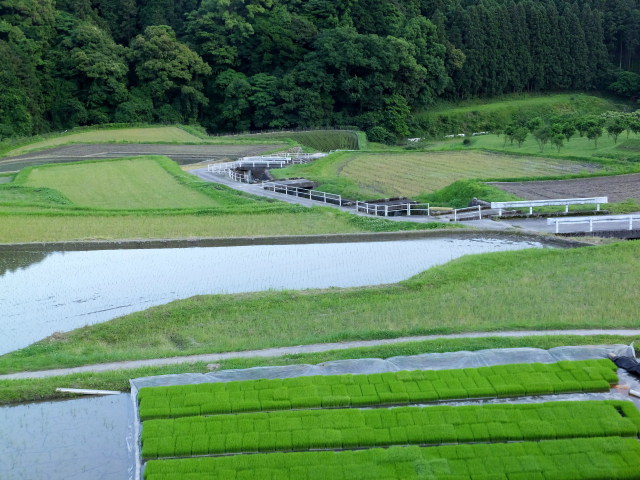 田植えの準備