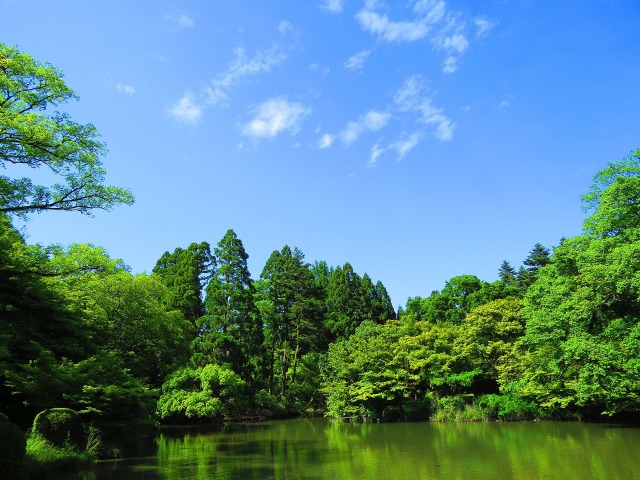 初夏の緑の水辺