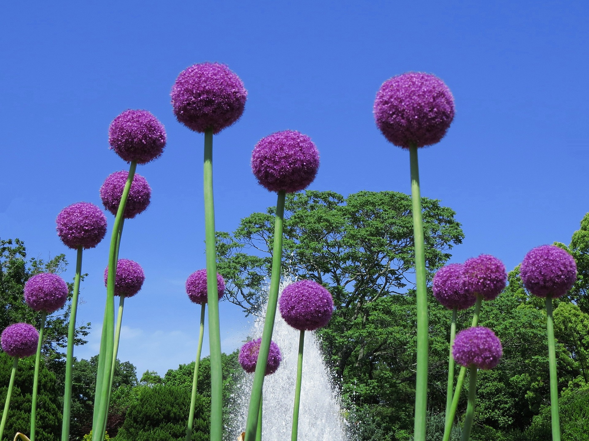 綺麗なアリューム 花 すべての美しい花の画像