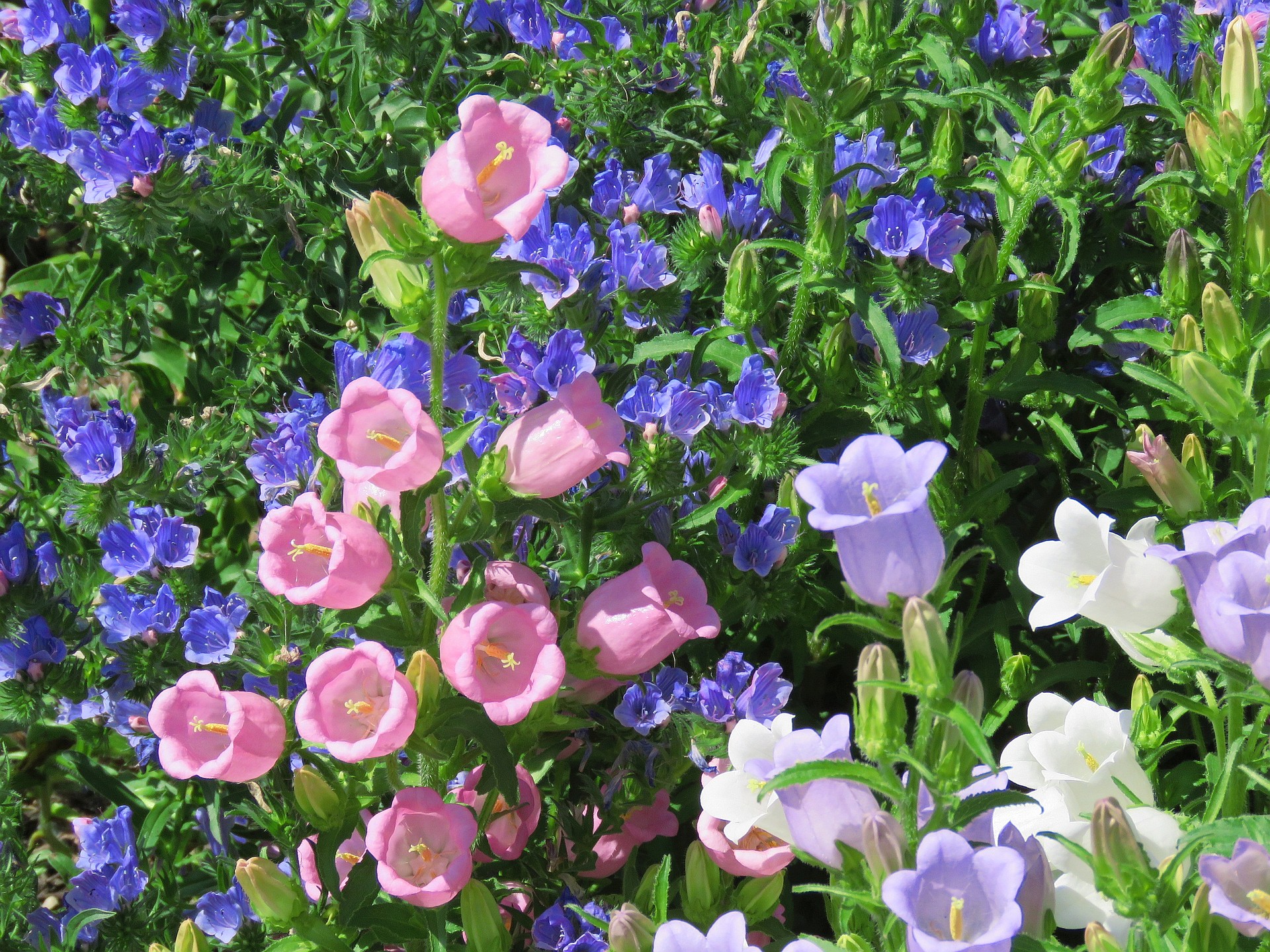 花 植物 さやさやとフウリンソウ咲く 壁紙19x1440 壁紙館