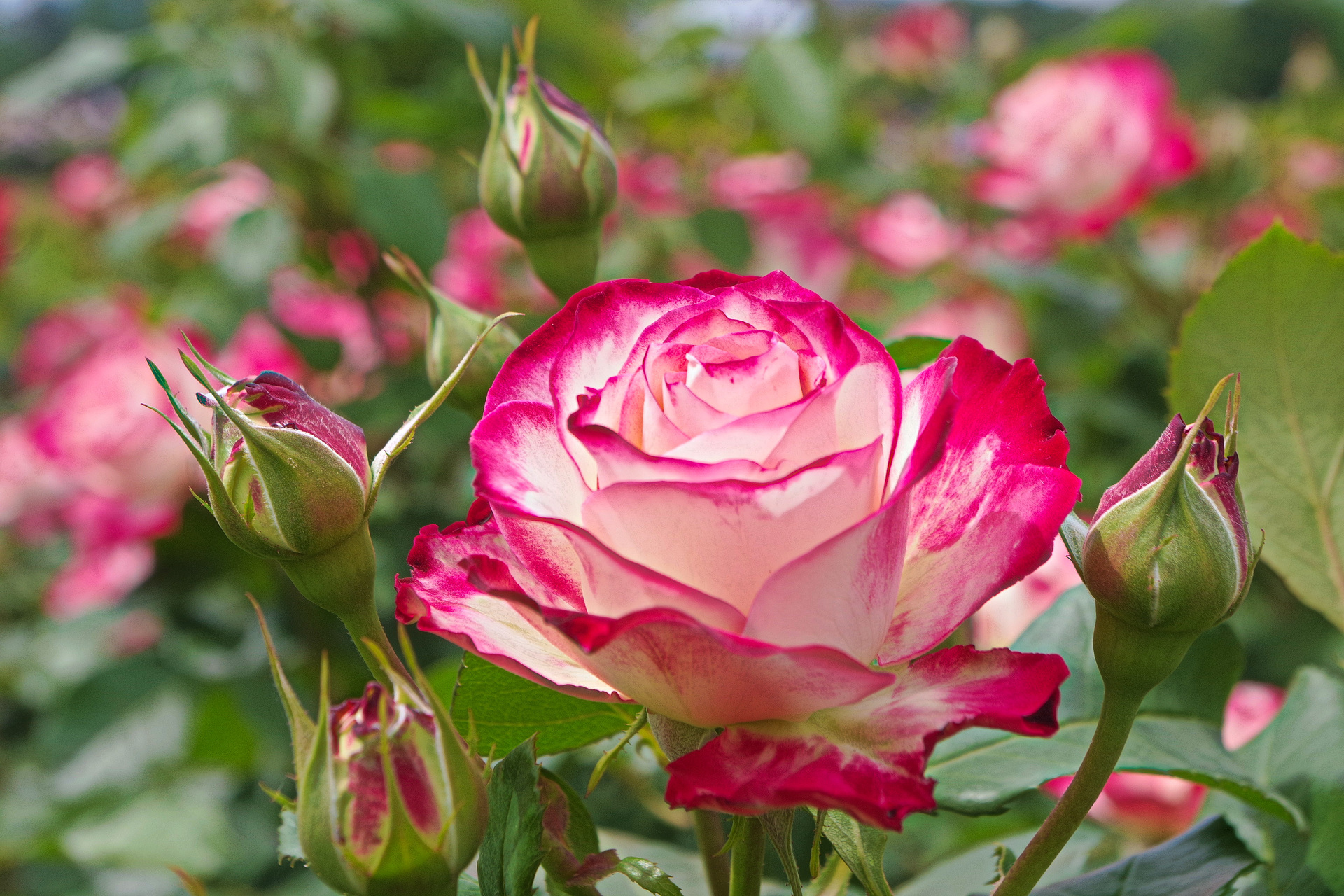 花 植物 ジュビレデュプリンスドゥモナコ 壁紙19x1280 壁紙館